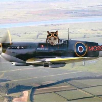 MollyDarling7's profile picture. Chief Mouser and Head of Pest Control. Proud member of #TheAviators