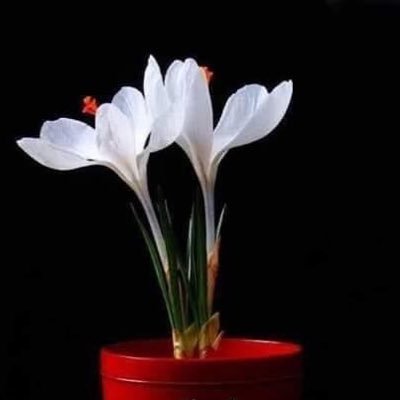 jokaely's profile picture. 🌺Quand germe une pensée de guerre, opposez lui une plus forte pensée de paix, une pensée de haine doit être neutralisée par une plus puissante pensée d’amour🌺