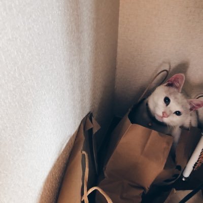 ariorihaberin2's profile picture. 生活しながら自己愛を育んでいる