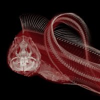 Mason Dean (@masondeanlab) 's Twitter Profile Photo Mason Dean (@masondeanlab) 's Twitter Profile Photo