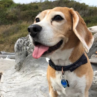 Senior beagle living in the Great White North. Expert toy de-squeaker. Cushion connoisseur. Prefers laps at all times. Proud #beaglebugclub member.