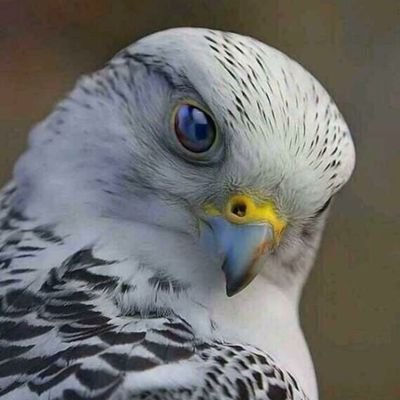 “ما مِن أحد يسعى خَلف نَفسه إلا و نَضج ، و ما مِن أحد يسعى خَلف آخر إلا و فٌقِد”