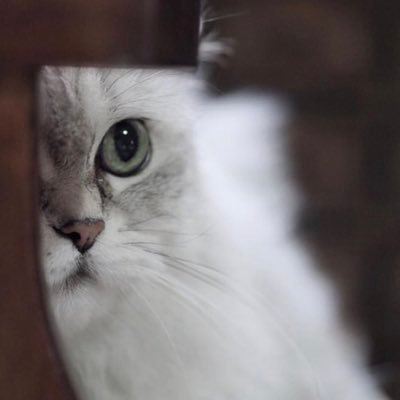 ジャスミン ギュ Jasminegyuh Twitter