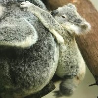 mate0.5🐨 (@mate12122) 's Twitter Profile Photo mate0.5🐨 (@mate12122) 's Twitter Profile Photo