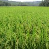 RiceDevDte's profile picture. Directorate of Rice Development, GOI, MoA&FW