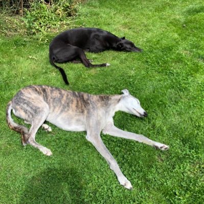 We're rescued hounds living the dream in sunny Cheshire! Fly was rescued from the pound, Rosa is an ex-racer. We love to roo, roach and run!! #houndsoftwitter