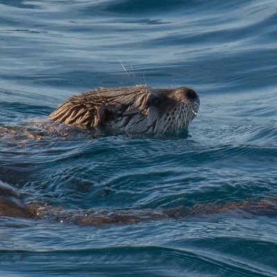 Somerset Otter Group