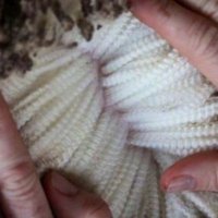 Willera Merinos (@willeramerinos) 's Twitter Profile
