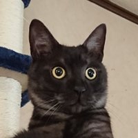 まつ (@zx636fgf) 's Twitter Profile