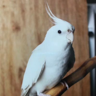 sicciarki's profile picture. シロシロ
可愛らしい姿を沢山見せてくれたシロシロありがとう🕊️💓
迷子さんをお探しの方、迷子になって見つけていただいた経験あり ご質問ありましたらどうぞメッセージください😉🕊主に迷子ツイートですご理解ください✨