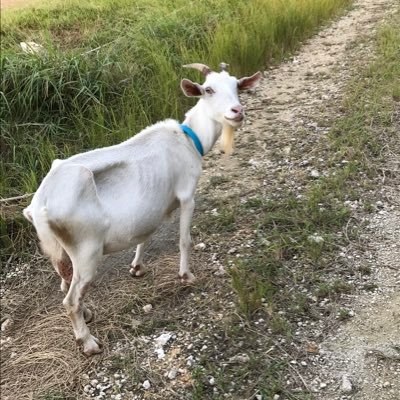 悩める山羊 音信不通彼女 Cylvefflarijvay Twitter 悩める山羊 音信不通彼女 Cylvefflarijvay Twitter