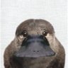 buynao1's profile picture. 