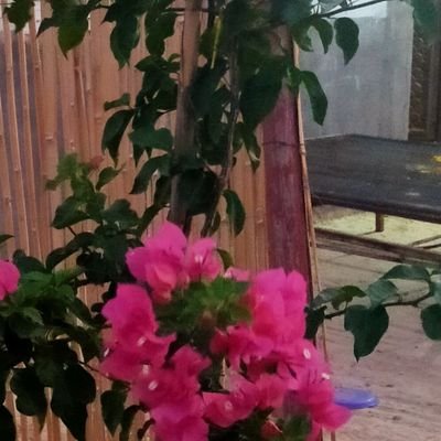 amintadj's profile picture. a
