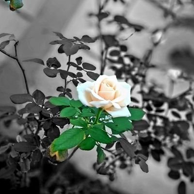 shree_m_p's profile picture. 