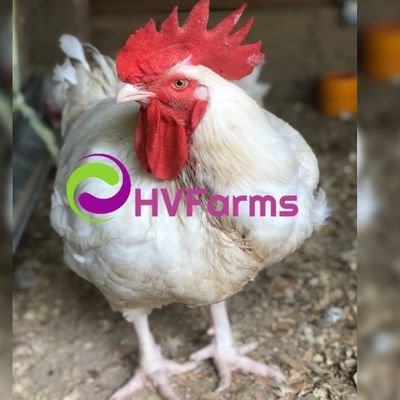 H.V farms is a SME located@ ikorodu. They breed chicks 4rm day old to its final stage, sell live chicken& also slaughter keepn it fresh without preservatives.