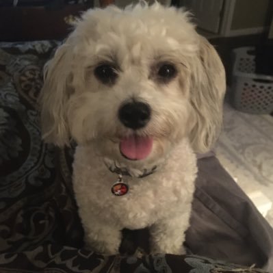 DottieD0g's profile picture. 👋Hi! I’m Dottie. A spunky Havachon who proudly wears her 🎀Battle bows 🎀to hunt down 🧟‍♀️zombies🧟‍♂️ with the fellow #ZSHQ team. [Prevously FlurryD0g 😢🌈]