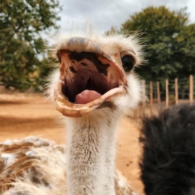 lolanotwittea's profile picture. 