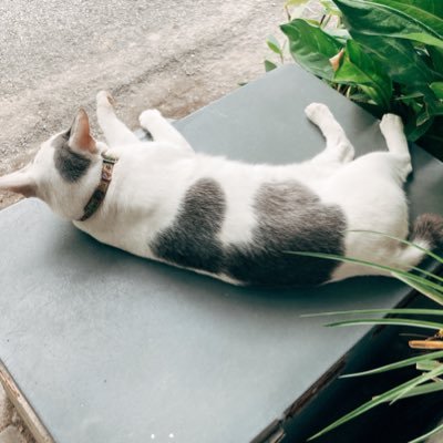 agogodiary's profile picture. agogodiary