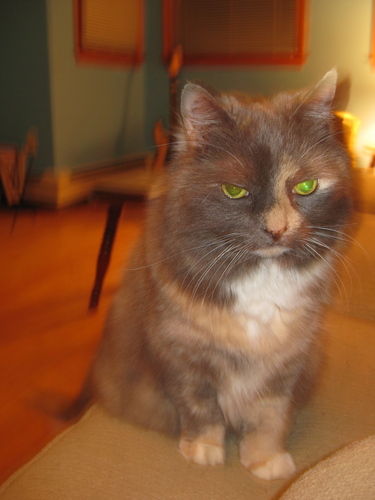 whslibrarymc's profile picture. High School Library Teacher at WHS.  Teacher, Script to Screen.  Co- Advisor, Class of 2015.  Bass guitar in The Beatings and Bikini Whale.