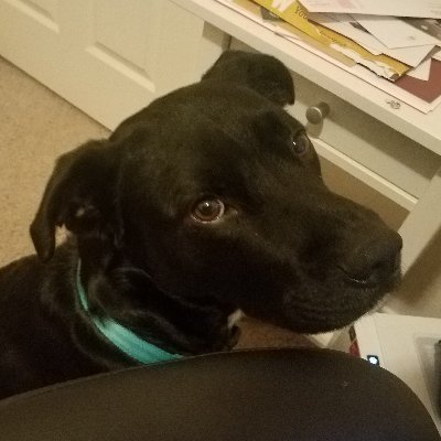 doggo_meatball's profile picture. I am dogger
My naem Meatball
Woof

(Acc owner: @TheMemeOfficer)