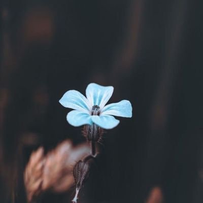 Shalom10337597's profile picture. Grace is better than luck! ✌️