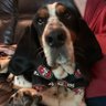 QuincyBasset's profile picture. 2019 Grand Marshal Tri State Basset Hound Rescue BoardWaddle