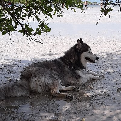 floridawolfdog Profile Picture