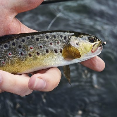 FlyFishLetter's profile picture. Weekly gear deals, educational content, news and photos.  Direct to your inbox. 

Subscribe at https://t.co/zM1upvUmZO