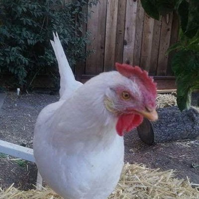 ANNEKENNEY16's profile picture. Vegan