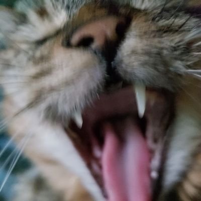 midgit's profile picture. speak softly and carry a big stick GT/PSN:Miidgiit
STEAM:snlmidgit