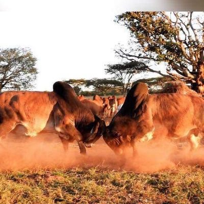 BrandonMauto's profile picture. ❤️ Animal Production