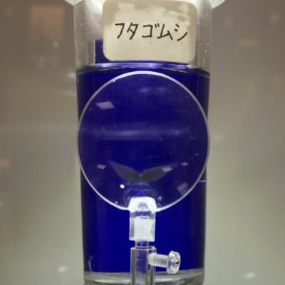 ふゆむしなつくささんのプロフィール画像