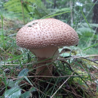 Ferran_Seriol's profile picture. Badalona - Catalunya