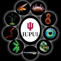 IU Indianapolis Biology(@IUIBiology) 's Twitter Profile Photo