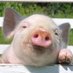 Shari Westerfeld (@shariwesterfeld) Twitter profile photo Shari Westerfeld (@shariwesterfeld) Twitter profile photo