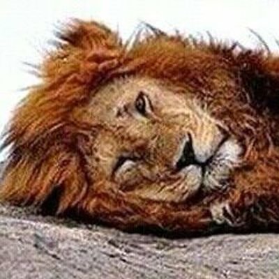 milpedja's profile picture. 😄