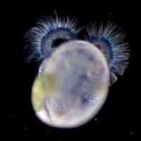 Pacific Plankton(@pacificplankton) 's Twitter Profile Photo