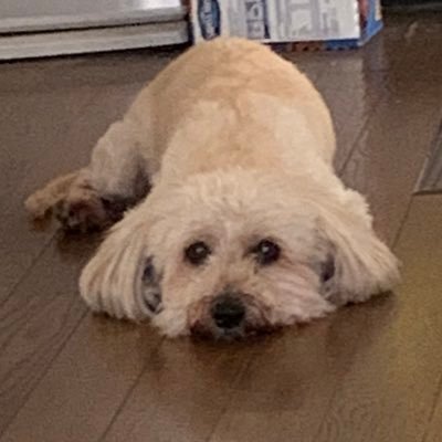 yumeno_tuduki_'s profile picture. 