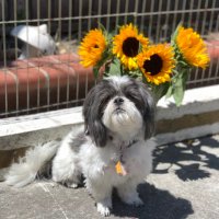 Skittles (@skittlesluv7) 's Twitter Profile