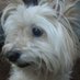 Dogbro56 (@dogbro56) Twitter profile photo Dogbro56 (@dogbro56) Twitter profile photo