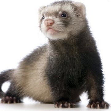 TheGoodFerret's profile picture. Just an honest ferret shining a light on weasels ruining our world.