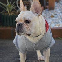 わっふる (@gpnudp7pdprftjr) 's Twitter Profile
