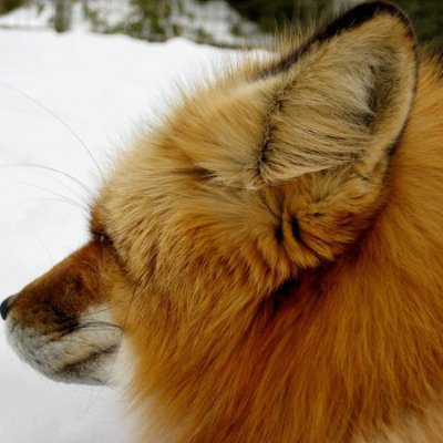 fox_tea Profile Picture
