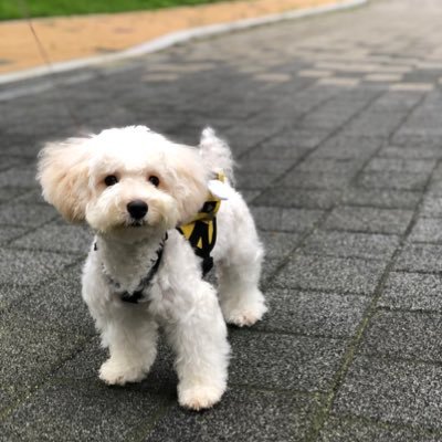 cowcho's profile picture. 차니아빠예요.