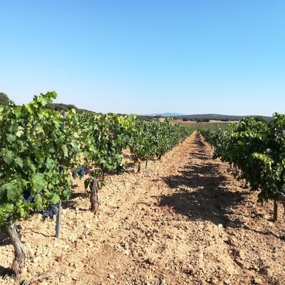Elaborando vinos en Castilla la Mancha: . Coop. El Vitor. Bodegas Montelavilla. Coop. San Fernando.