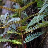 ASEE-African Society for Ecological Economics (@asee_africa) 's Twitter Profile