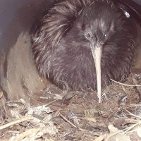 Jane Hutchings (@browncowkiwi) 's Twitter Profile Photo Jane Hutchings (@browncowkiwi) 's Twitter Profile Photo