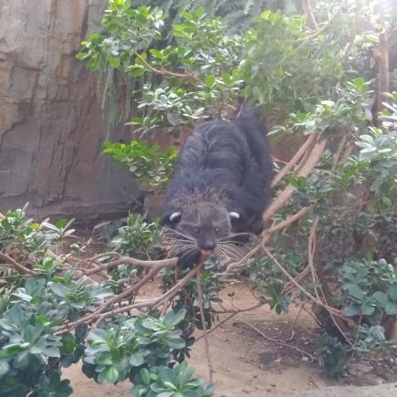 2次元とお笑いのオタク
時々動物
25↑
角名倫太郎が好きすぎるかもしれない。