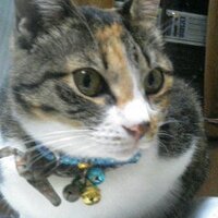 YUKARI 猫イラスト Yukari on X: 