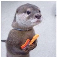 JRK Troll Otter (@jrktroll) 's Twitter Profile